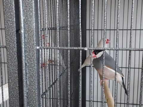 Moineaux de java ou padda de java 50 11600 Salsigne