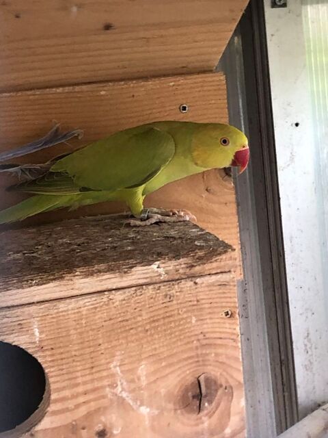 Perruches &agrave; collier 1 07380 Meyras