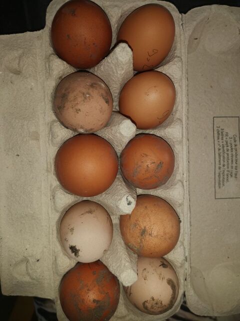 oeufs de poule 3 38270 Beaurepaire