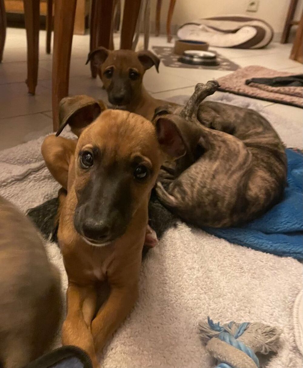   Chiots lévriers non loof 