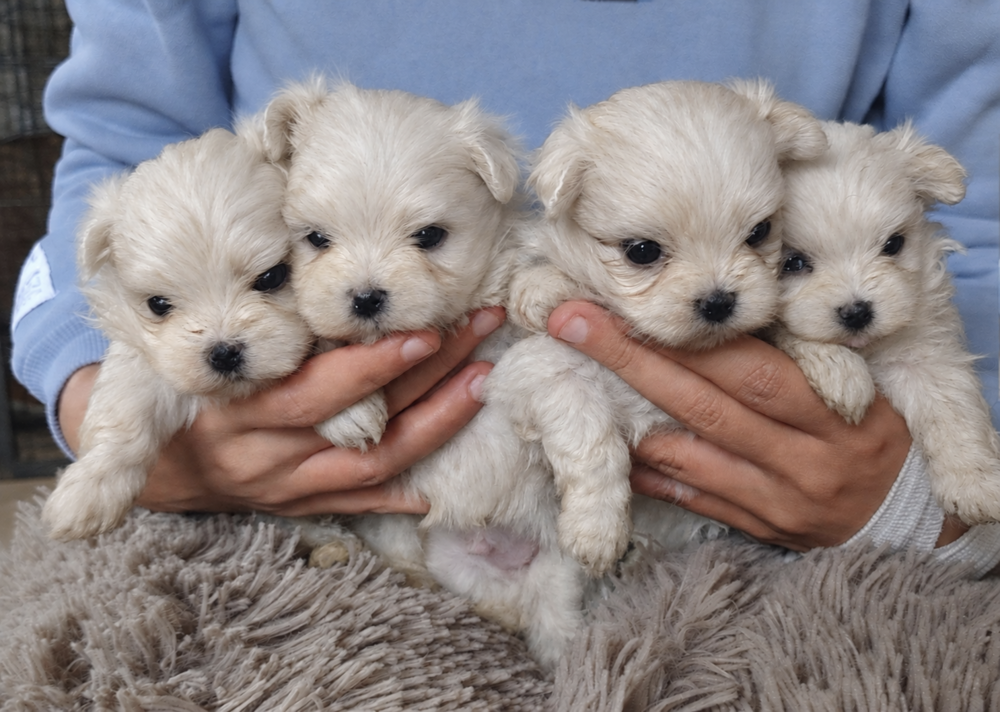   Chiots bichons maltais coréen à réserver  