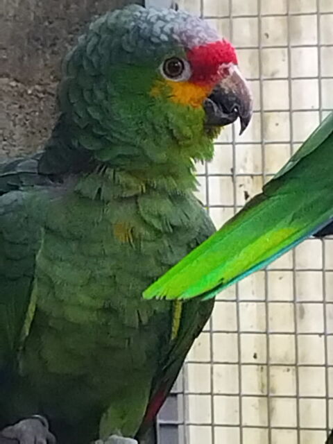 Perroquet Amazone Autumnalis 400 37000 Tours