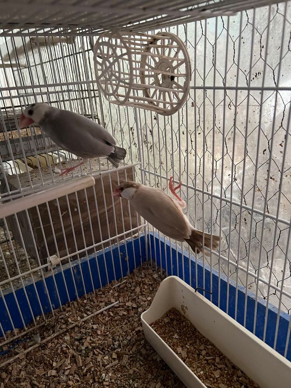   3 paddas mâles 18 mois 