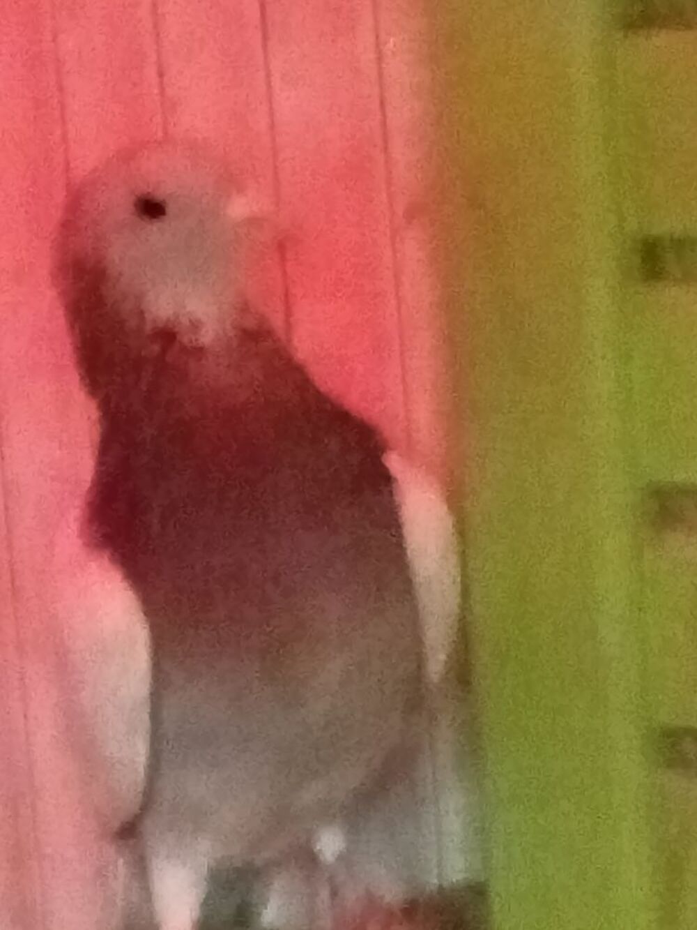   Pigeon  