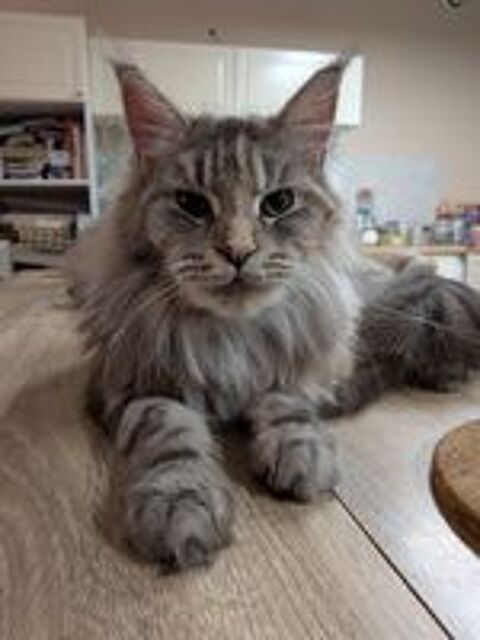   Adorables Chatons Maine Coons LOOF disponibles 77 
