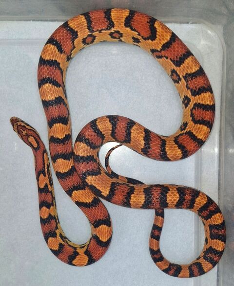Pantherophis guttatus okeetee abbott's m&acirc;le 100 94380 Bonneuil-sur-marne