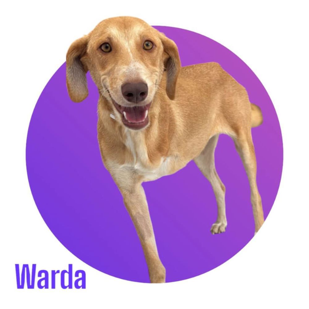   WARDA, hyper sociable avec tous et adorable, attend toujours sa famille pour la vie ! 