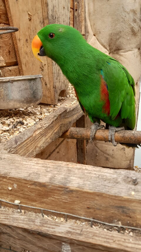 Perroquet Eclectus Mâle 600 10000 Troyes