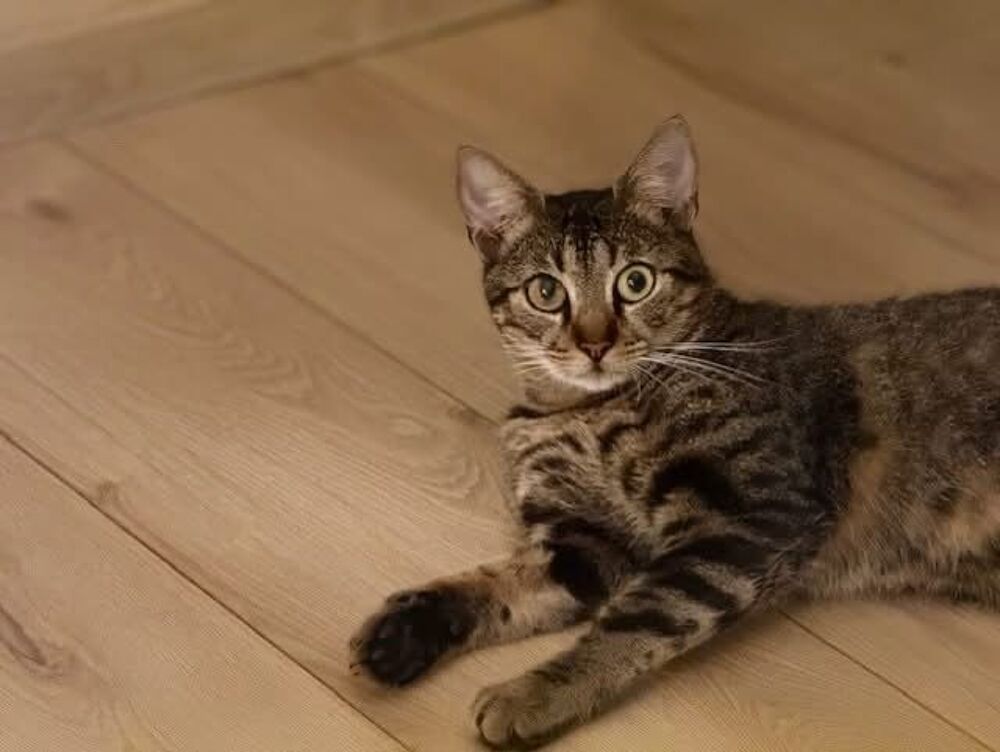   Milo, chat tigré à adopter 