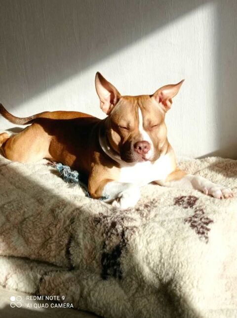 chien a donné Damville (27)