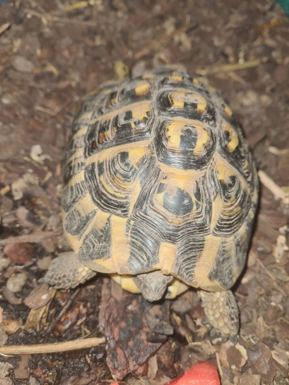   Tortue de terre mâle adulte 