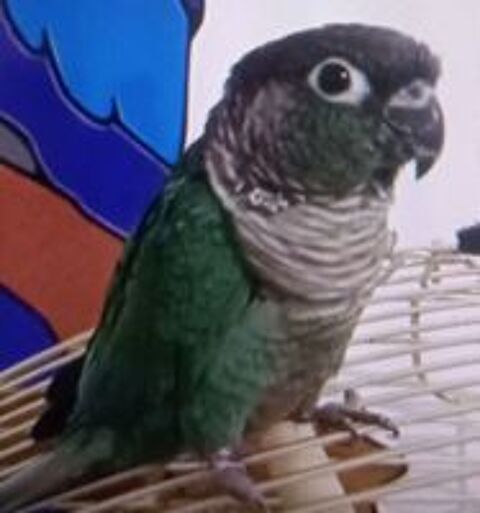   Recherche femelle conure molinae  