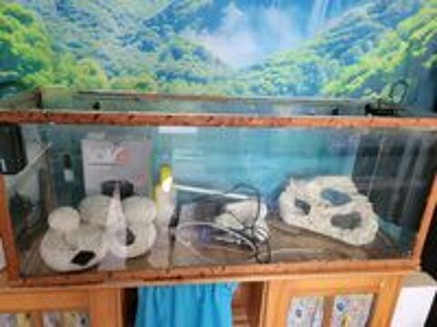   Aquarium eau douce 
