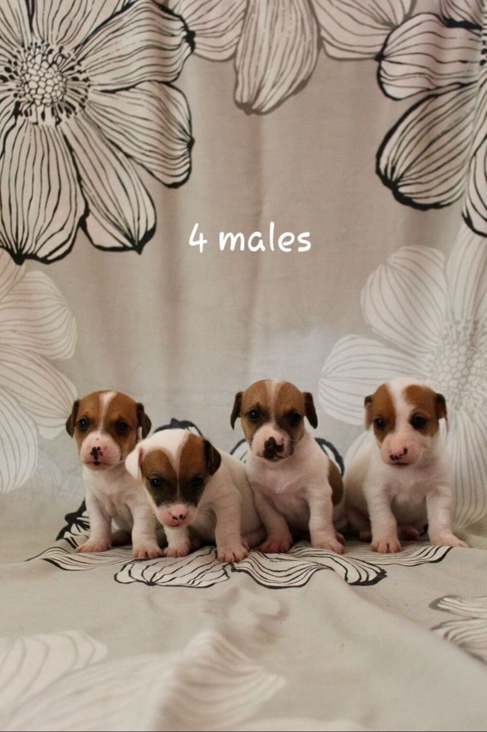   Chiots jack russel Terrier  