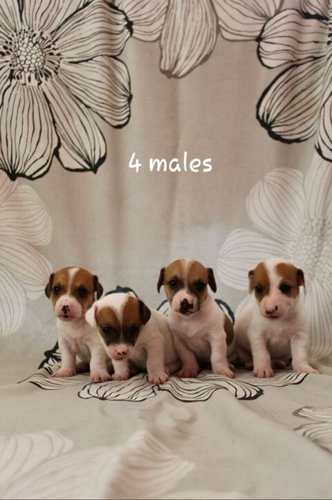 Chiots jack russel Terrier 750 72440 Saint-michel-de-chavaignes