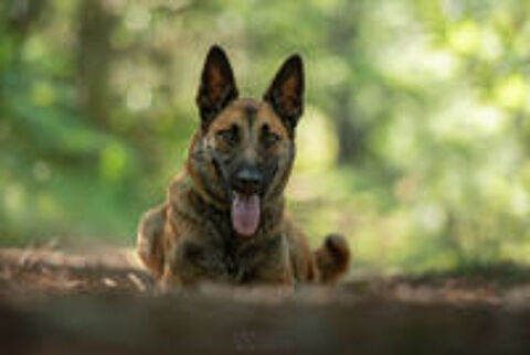  TAO mâle type malinois 4 ans 
