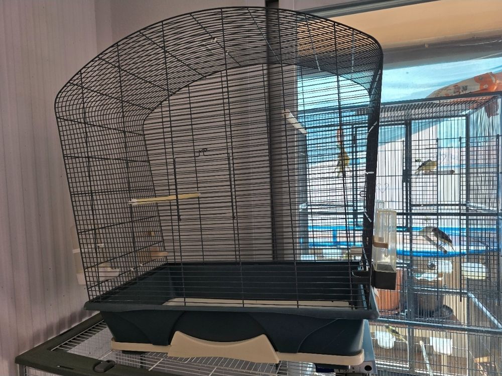   Cage oiseaux  