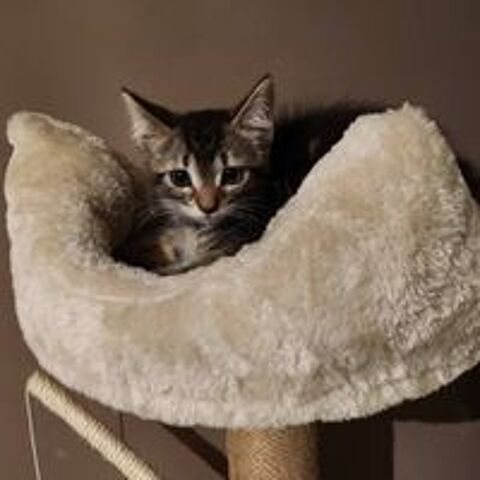   *BELLA* jolie minette a l'adoption  