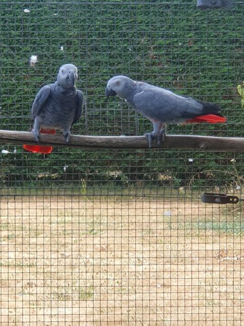 couple gris du gabon 1900 56130 Nivillac