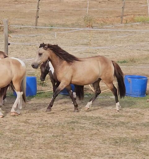 poney B/C isabelle
1700 02290 Fontenoy