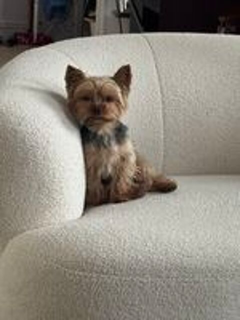   Cherche Yorkshire femelle pour saillie 