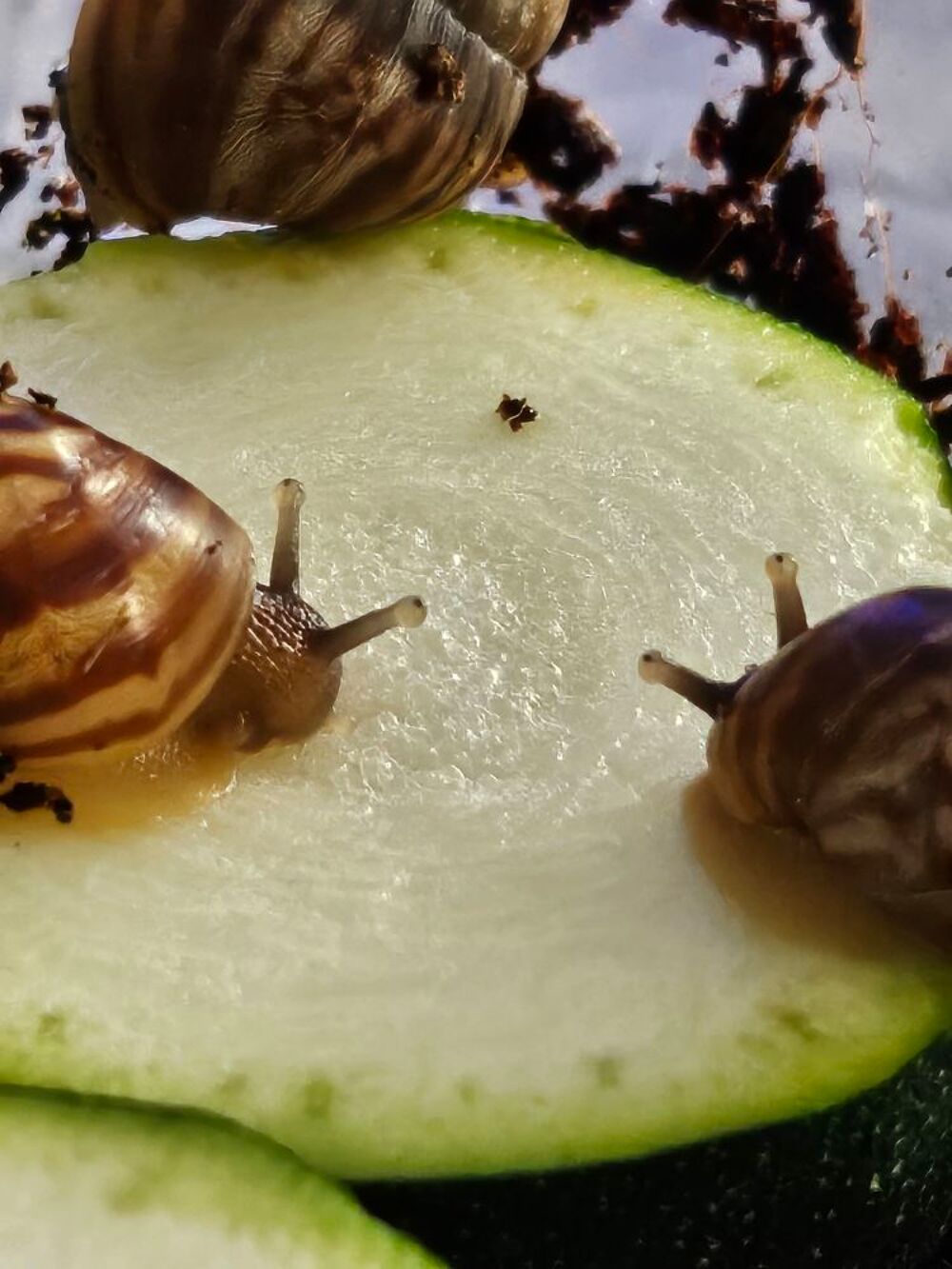 escargots Jardin
