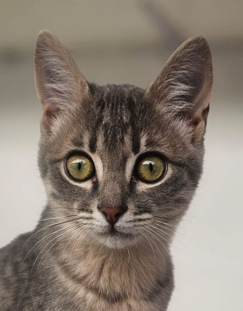 PIPA 185 27620 Gasny