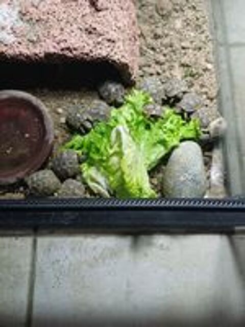   Capacitaire tortues terrestres de l'année 