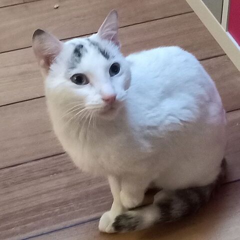 Gustavo, 2 ans, adorable chat sauvé d'un abandon cherche sa famille pour la vie. &#10084;&#65039; 180 26100 Romans-sur-isre