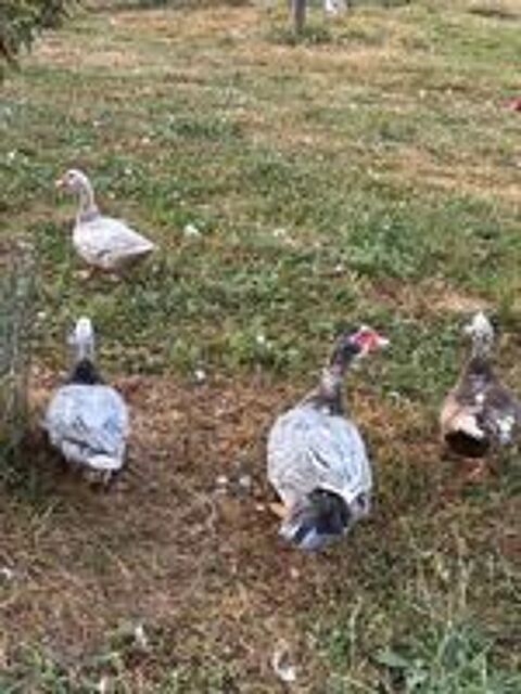   Canards de barbarie 