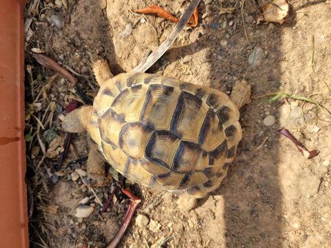 Tortue Hermanie boettgeri mâle  300 06530 Peymeinade