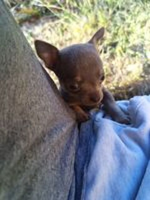   Femelle Chiot Chihuahua 