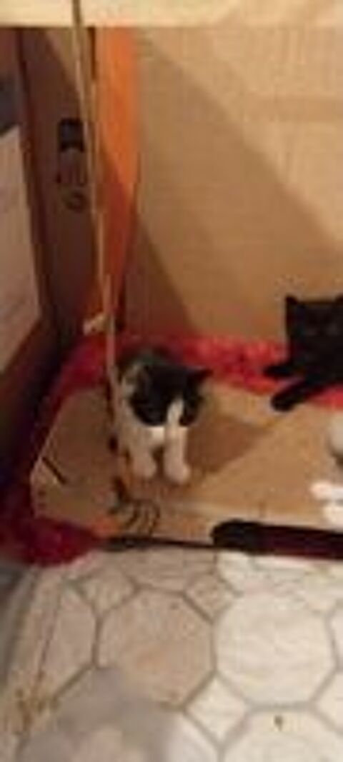   Donne chatons   3 