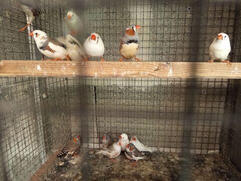 Oiseaux mandarin 5 85130 Saint-aubin-des-ormeaux