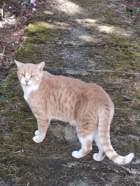 VOLTAIRE CHAT TIGRE ROUX CLAIR 4 ANS 195 92260 Fontenay-aux-roses
