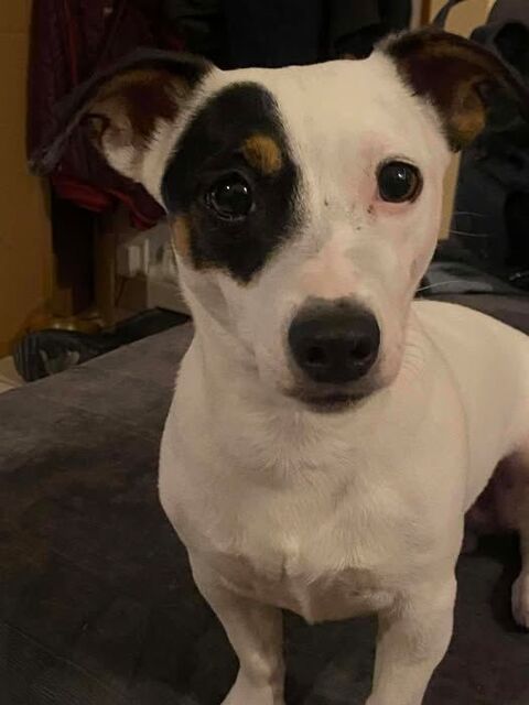 Chien HESTIA &agrave; l adoption 250 26130 Sol�rieux