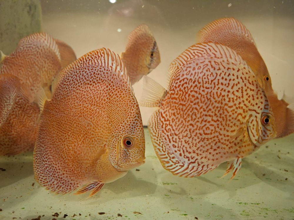   Discus 