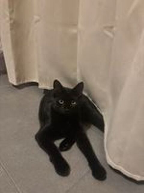   Chat de 6mois à donnée 