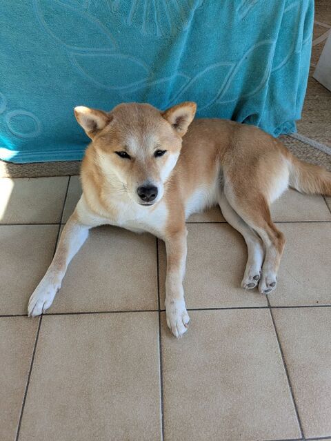 chienne shiba inu 1000 85440 Avrill�