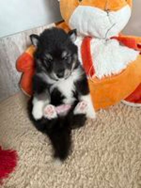   Chiots pomsky femelles disponibles  