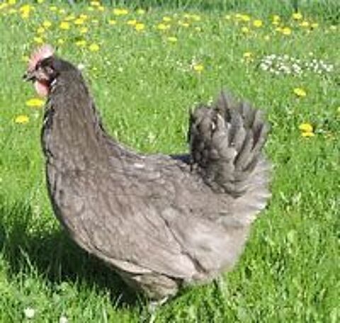   Oeufs fécondés de poule pondeuse ou poule de soie 