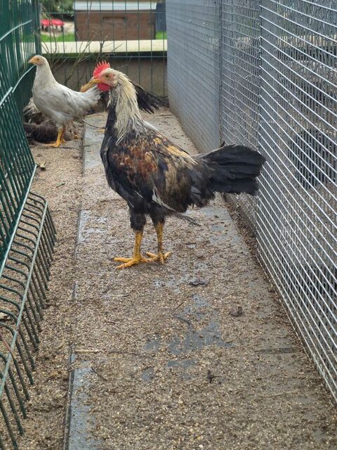 Coq leghorn &acirc;ge de 5 mois 25 93370 Montfermeil