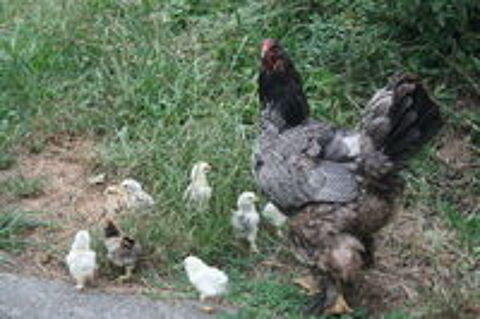   Oeufs fecondés poules Brahma  