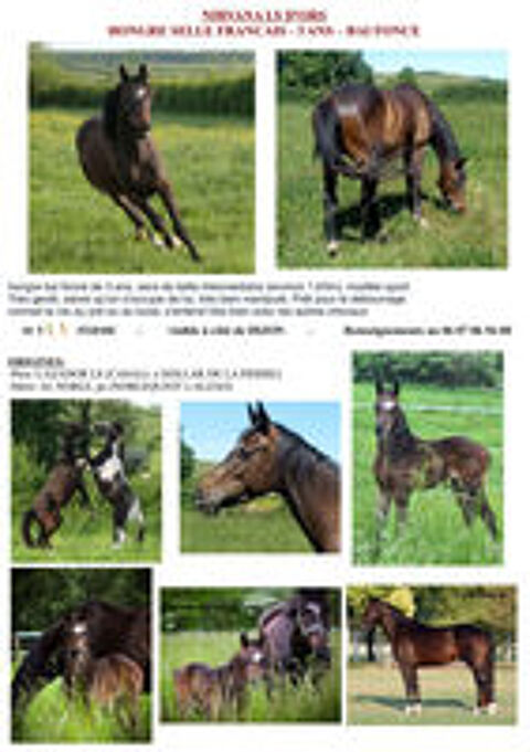   très joli cheval de sport noir par Cazador la silla  
