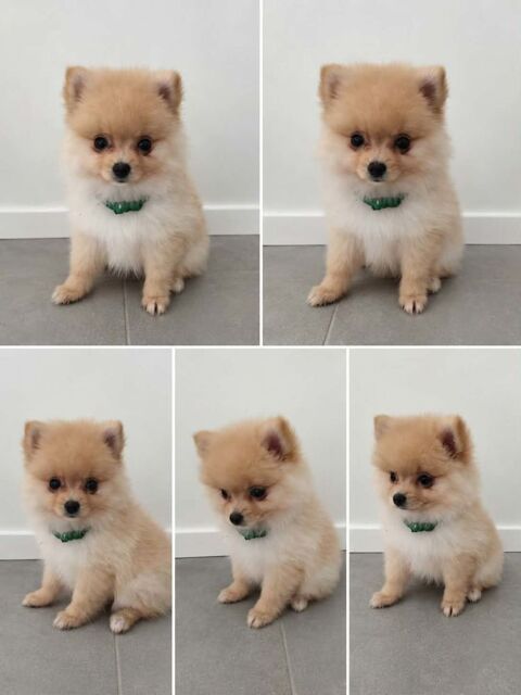 Chiots spitz nain 1290 62149 Festubert