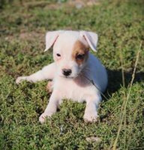   Magnifiques Parson Russel Terrier 