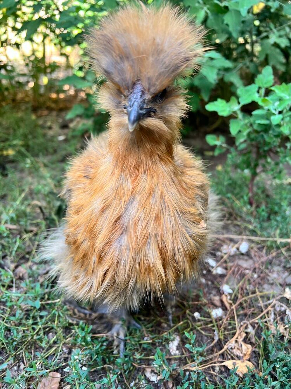 Poules de race P&eacute;kin et soie Silky Jardin