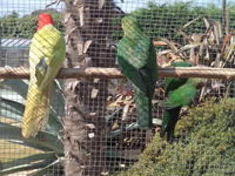   perruche royale porteur jaune 