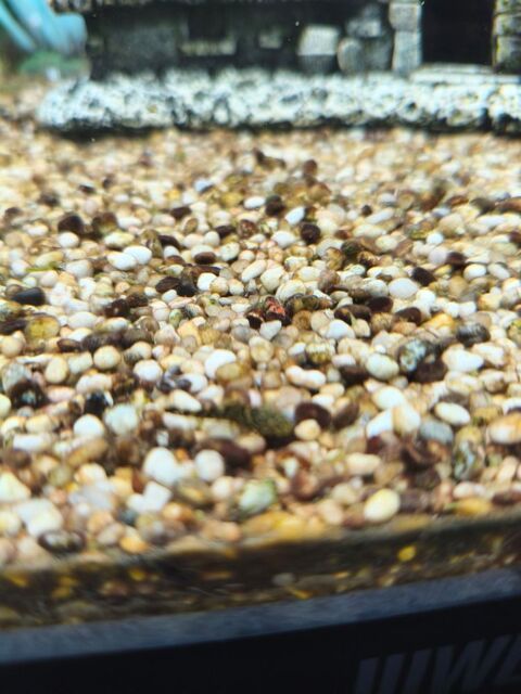 poissons nettoyeur vitre et fond 2 72270 Bousse