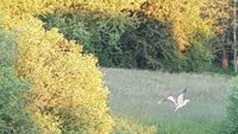   herbe sur pied pour foin ou enrubannage 